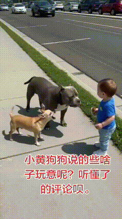 差点误会两只狗狗！看完瞬间破防😭
 
第一眼全都看慌了！
 
马路边两只狗狗围