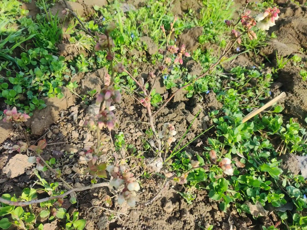 我的蓝莓开花啦！[给力][给力][给力]