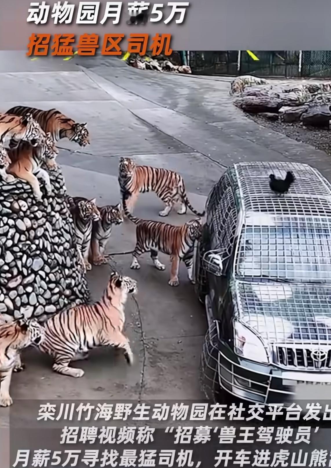 洛阳动物园“兽王驾驶员”高薪招募。
在旅游行业不断寻求创新突破、就业市场日益多元