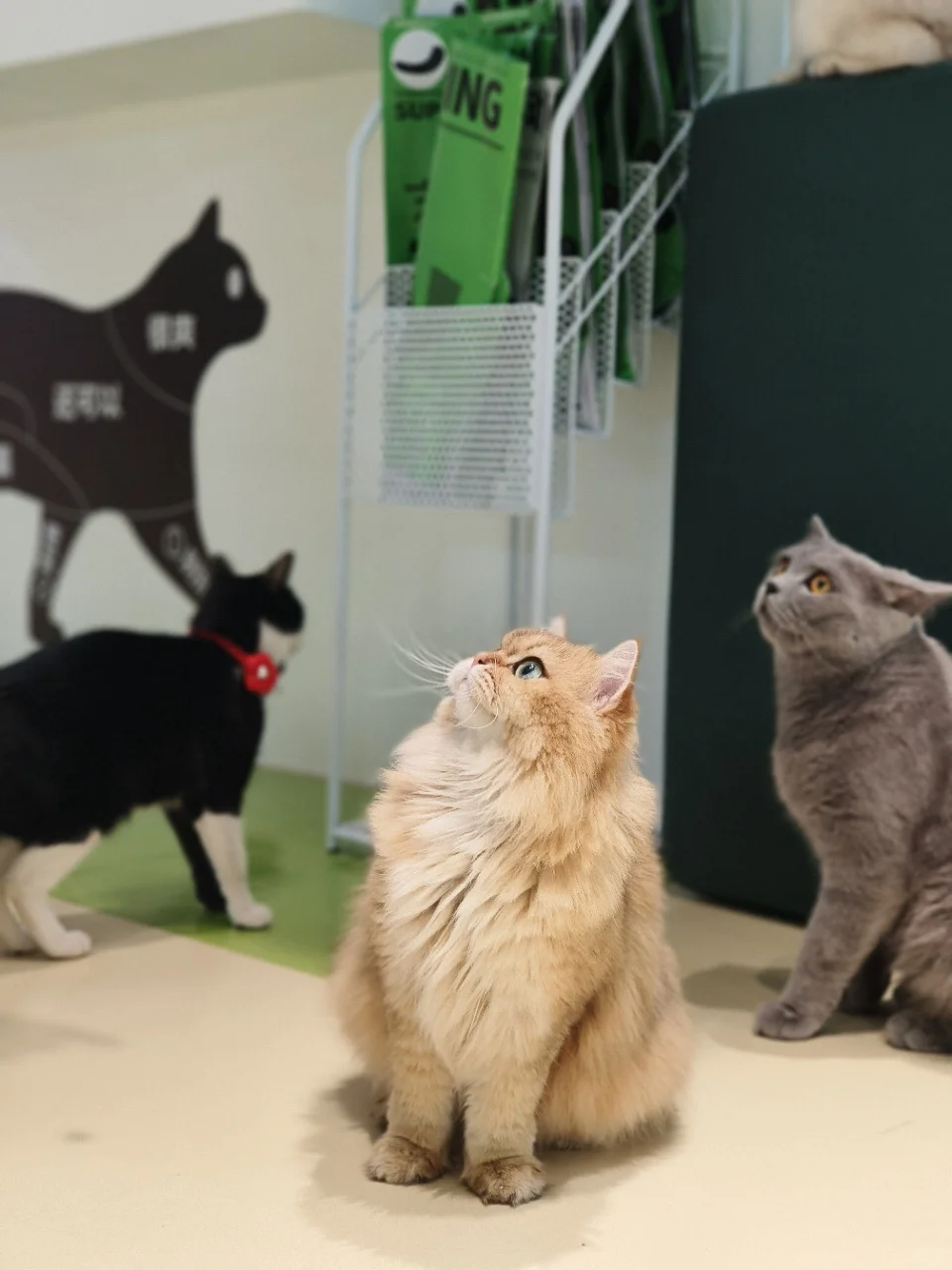 汕头万象城，我们一起喵喵喵～🐱