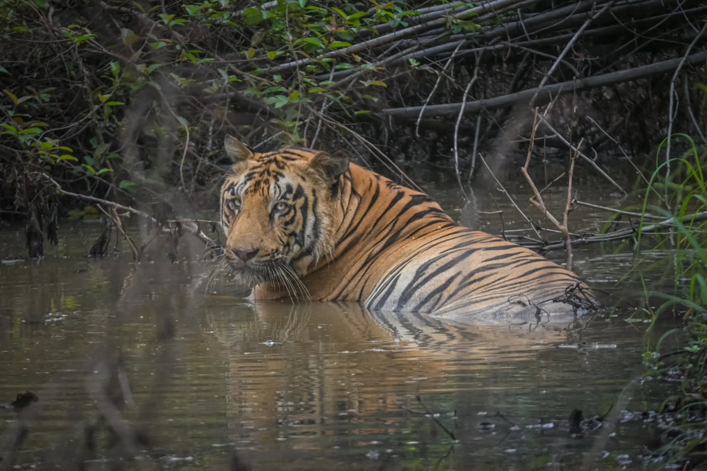 【塔多巴】拍摄于2025年7月15日，饱受战争摧残后的雄虎t185“塔...
