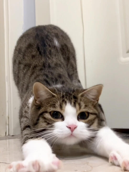 养猫小白速进！如何养出健康亲人的猫？