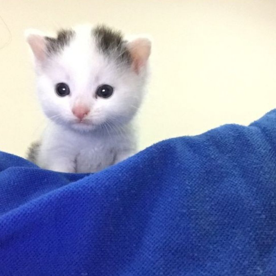 糊糊小猫!! ​​​