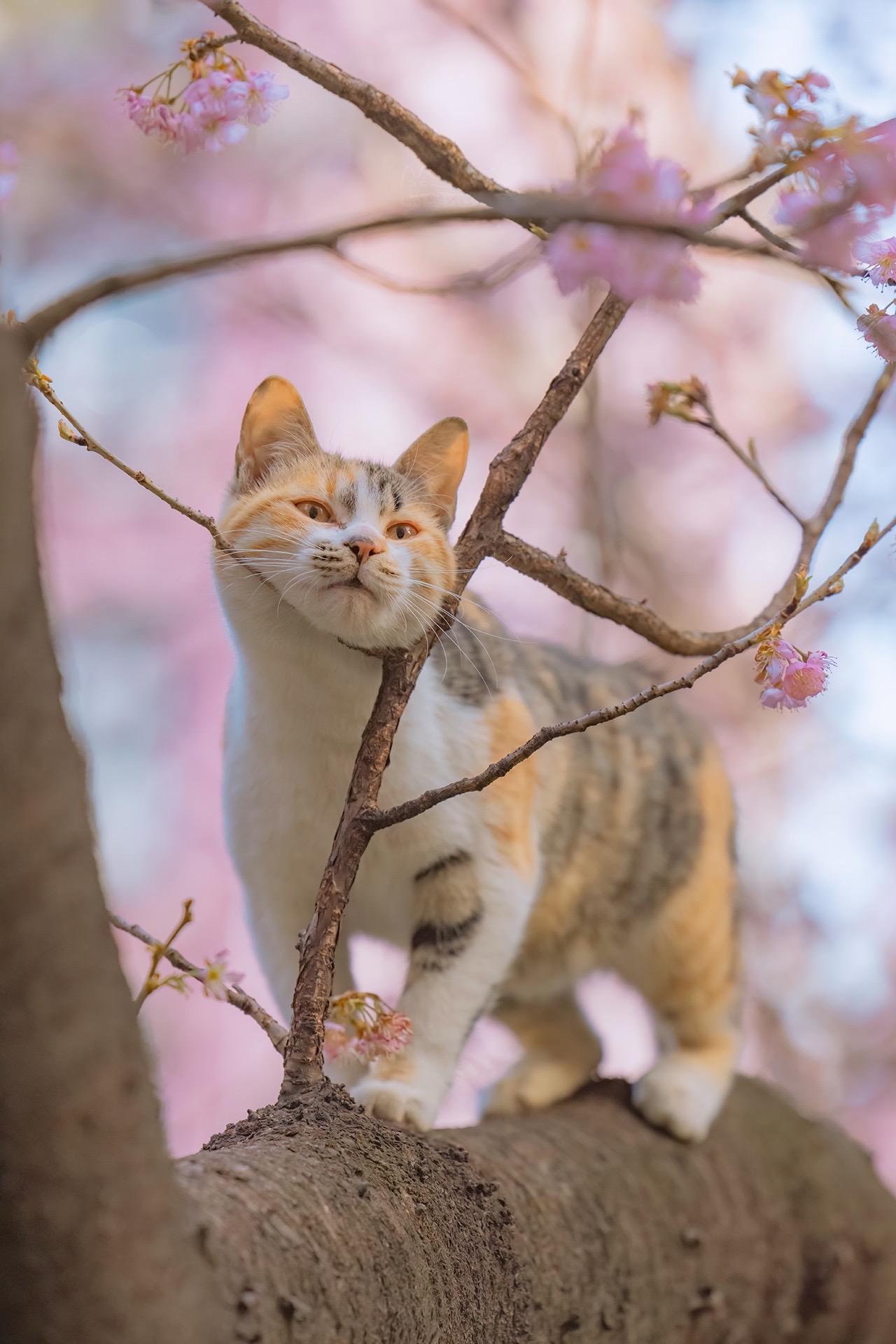 樱花看累了，本猫要歇会。在武汉拍到的早樱和三花猫，没想到拍着拍着，猫猫...