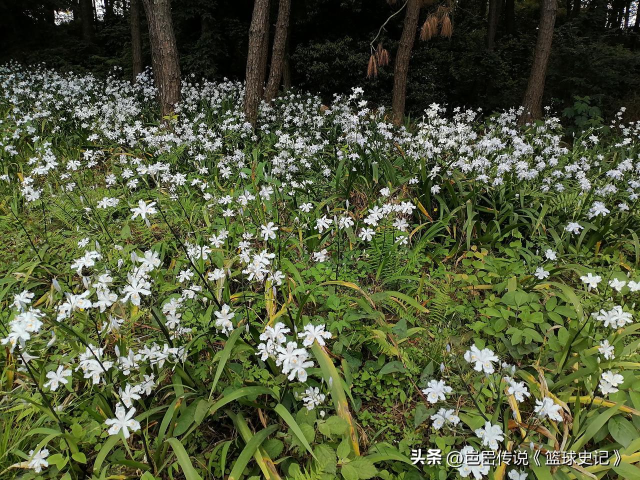 看看你相册里最近拍的花