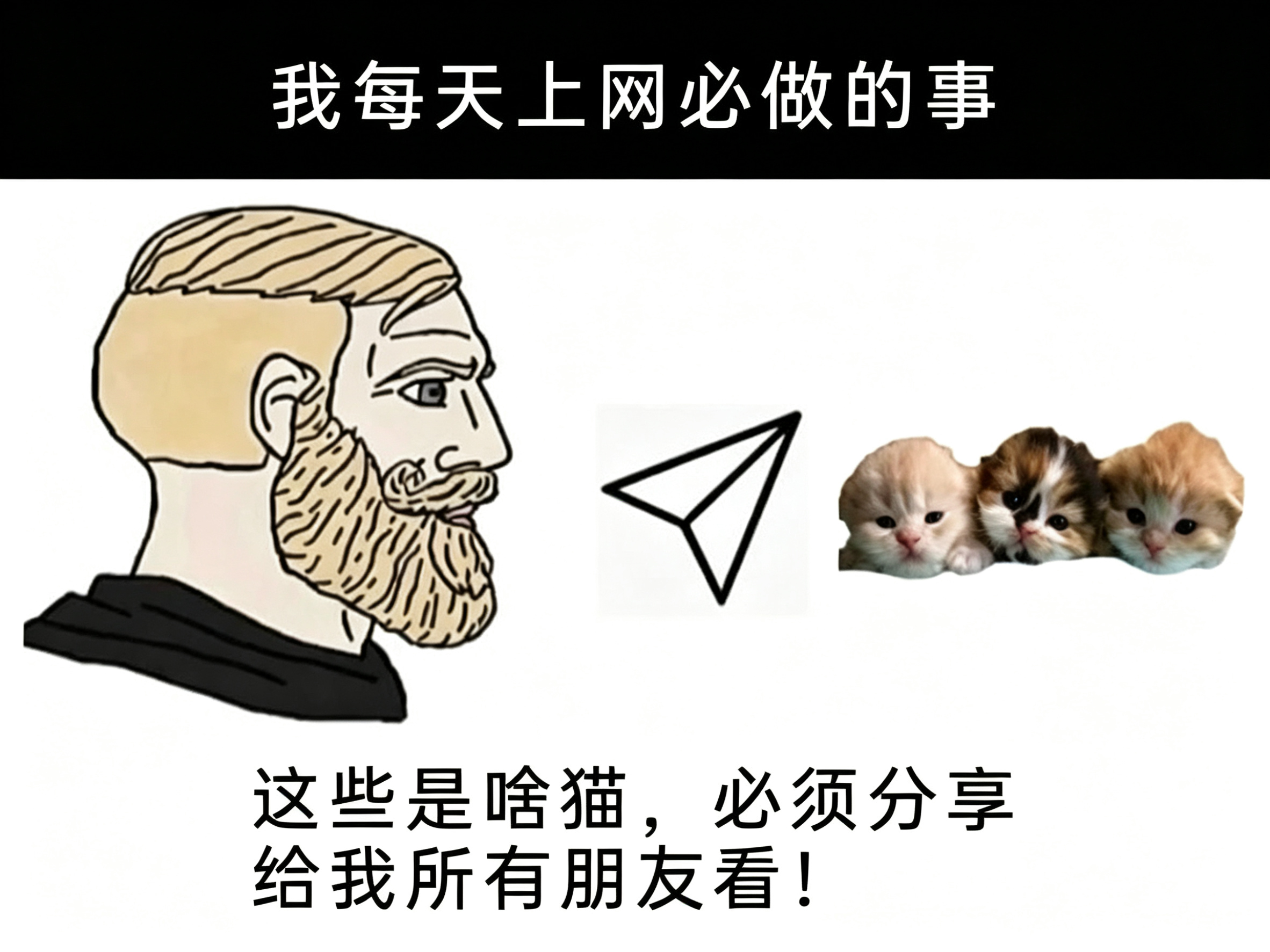 上网使命：搜罗萌猫