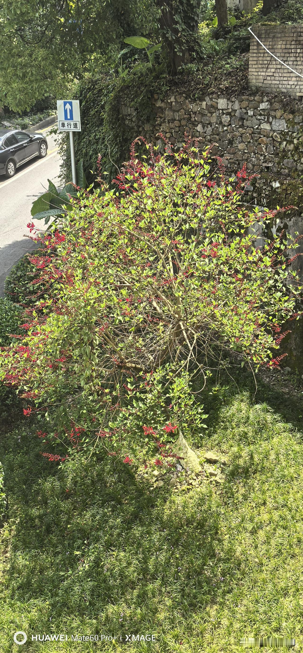 楼下的树、窗边的花，好长时间没有打理了。人要先活出个好样子，花草才会有好看的样子