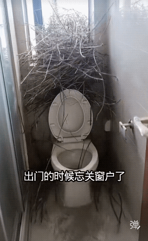 忍忍，让孵化成鸟飞走再关窗，好人做到底！[强]