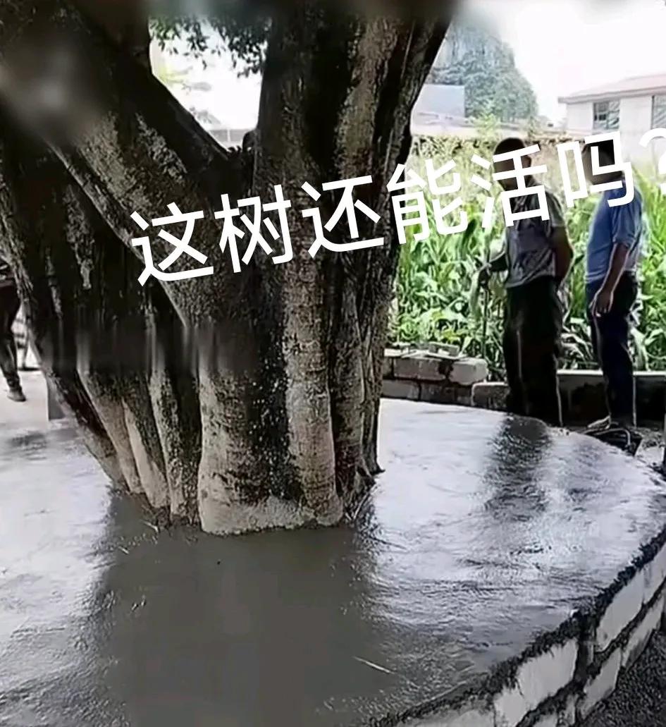 不知道是谁出的主意，某村竟然在古树底下搭了个水泥台供村民歇脚乘凉！

这下村民该