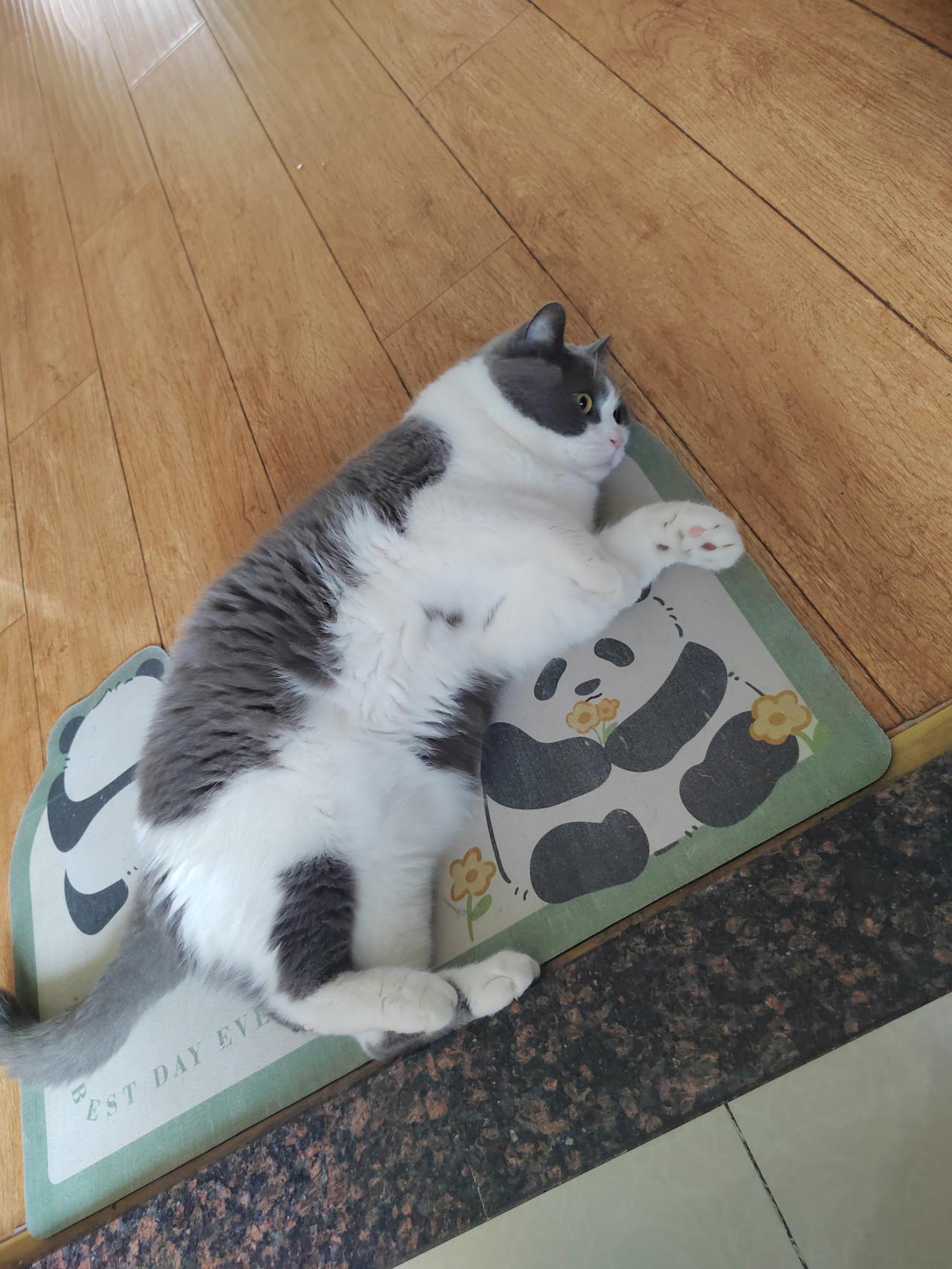 分享随手拍的景色一直是面无表情的猫猫，今天突然撒欢了一会猫系萌照 猫系宅家自拍