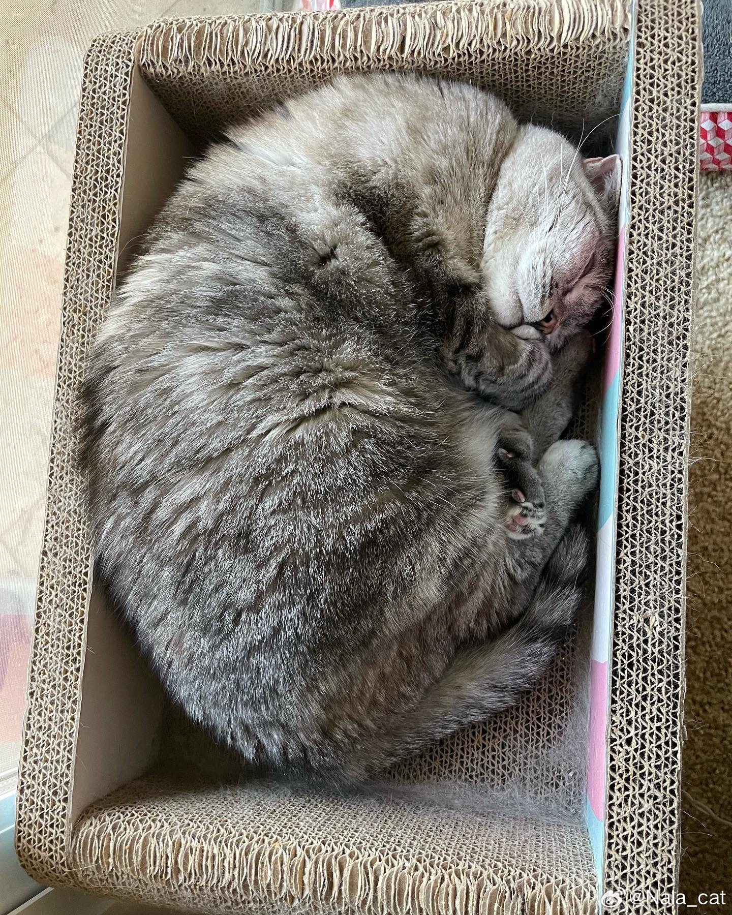 有大猫饼[偷笑][偷笑] ​​​