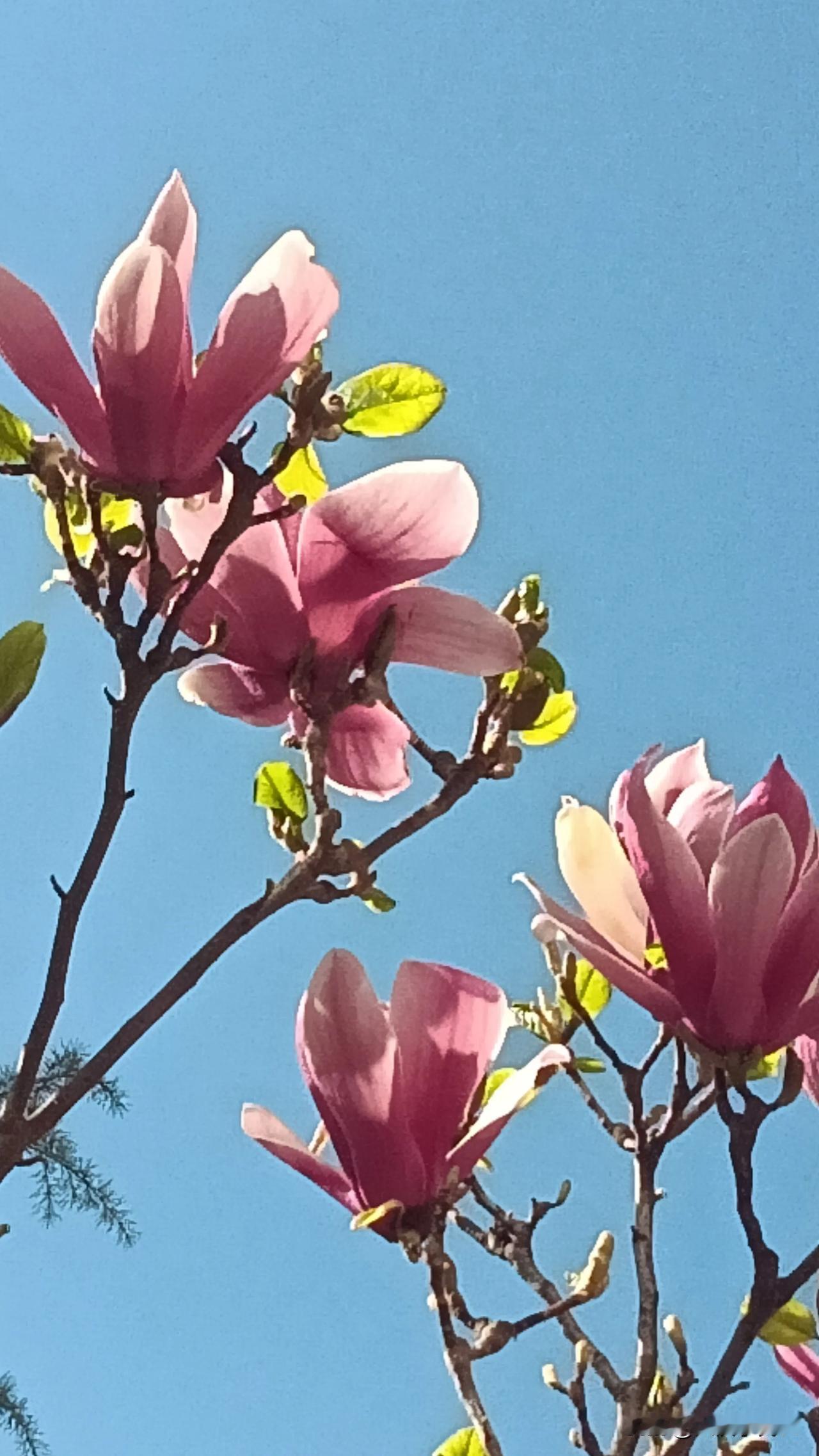 看看你拍的玉兰花小区里的玉兰花。