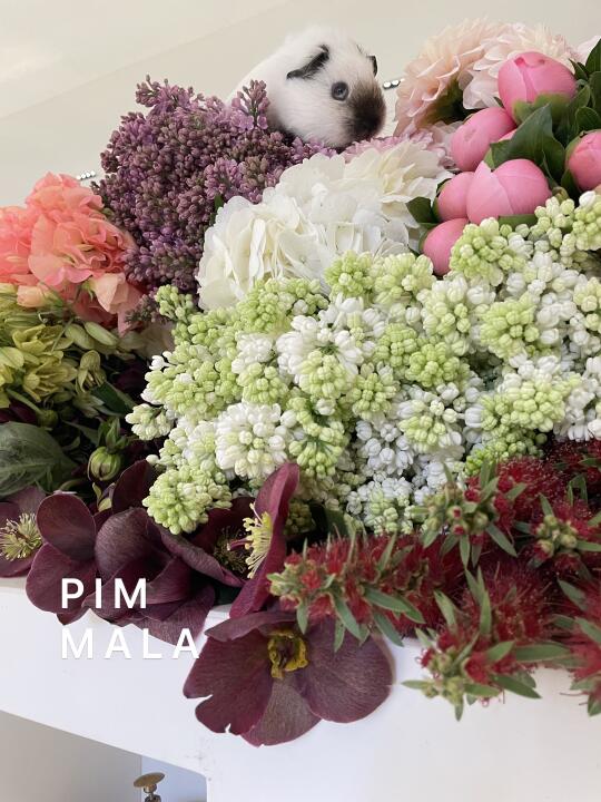 PIMMALA｜过分可爱