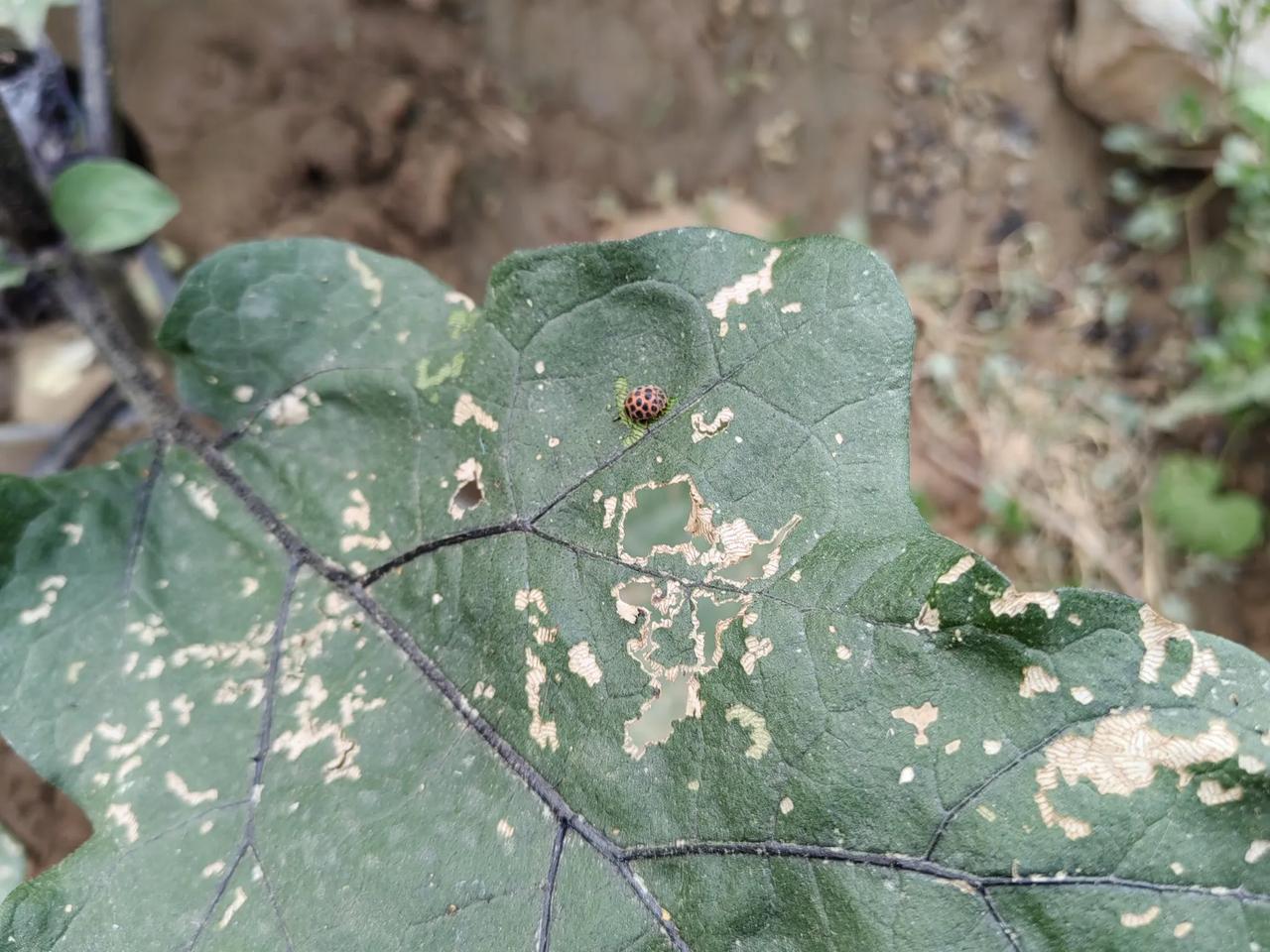 去年茄子生二八瓢虫，今年茄子生这个虫子，我们村里老人叫“花大姐”，具体书名也不知