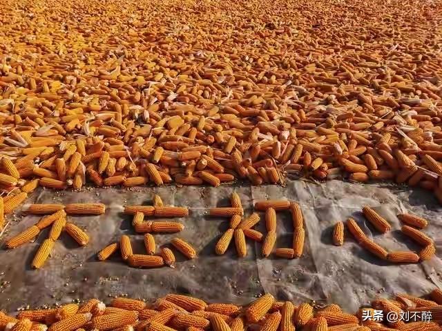 应该领取养老金。
虽然我不是农民，但我是吃农民种粮长大的。
领取养老金是对农民历