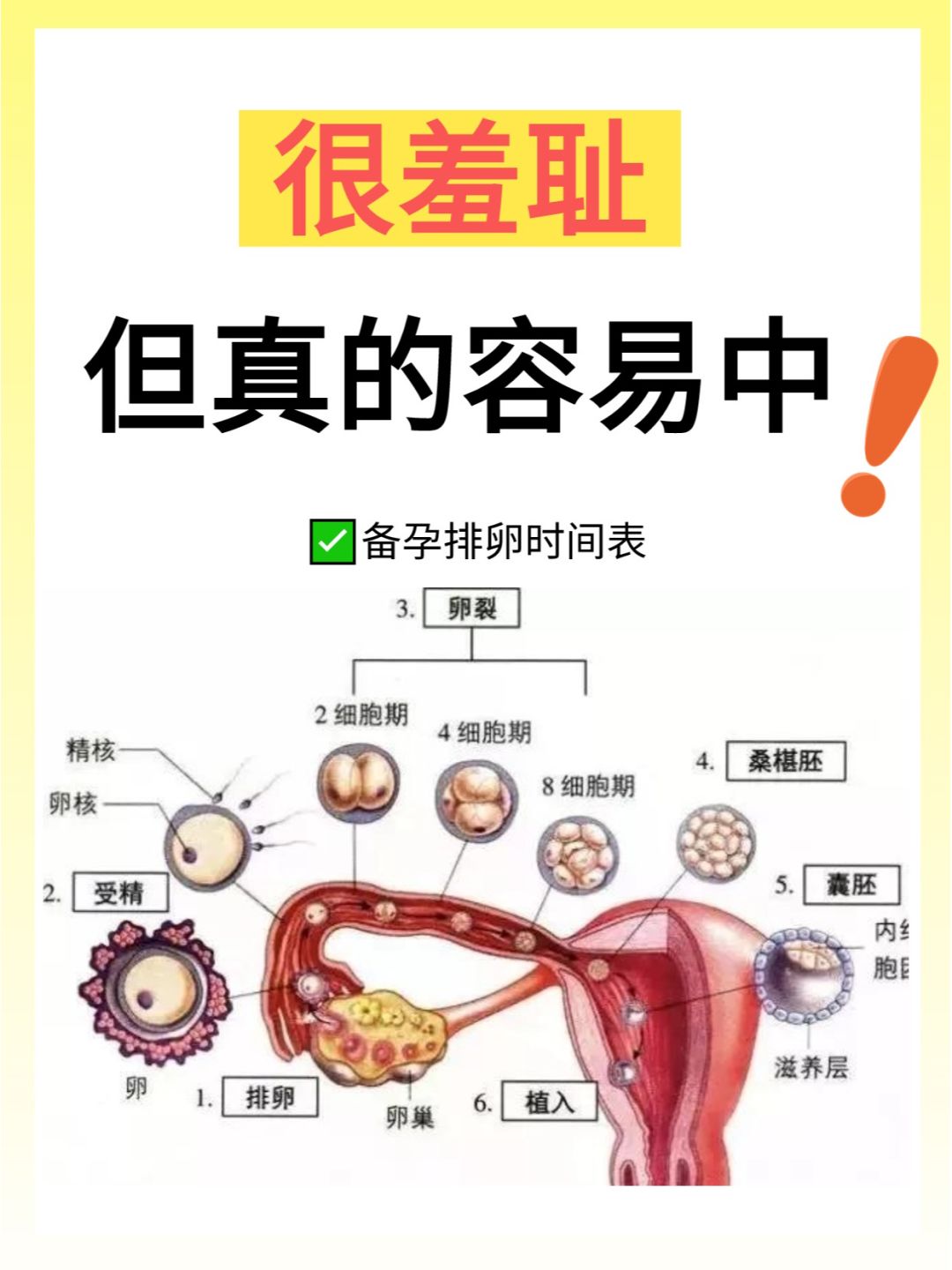 月经后第几天容易怀上❓怀孕黄金时间别错过