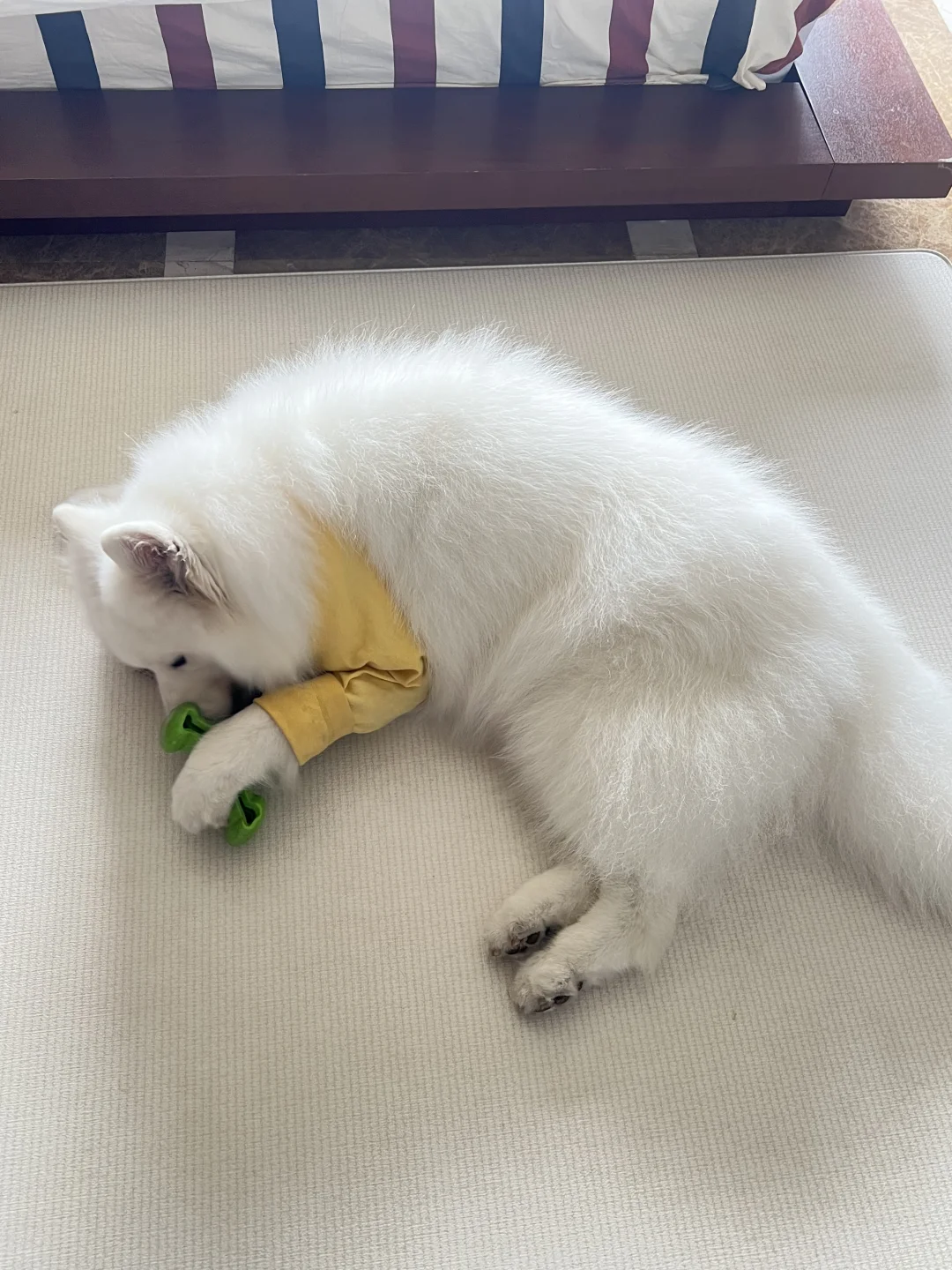 17岁老年犬日常问答