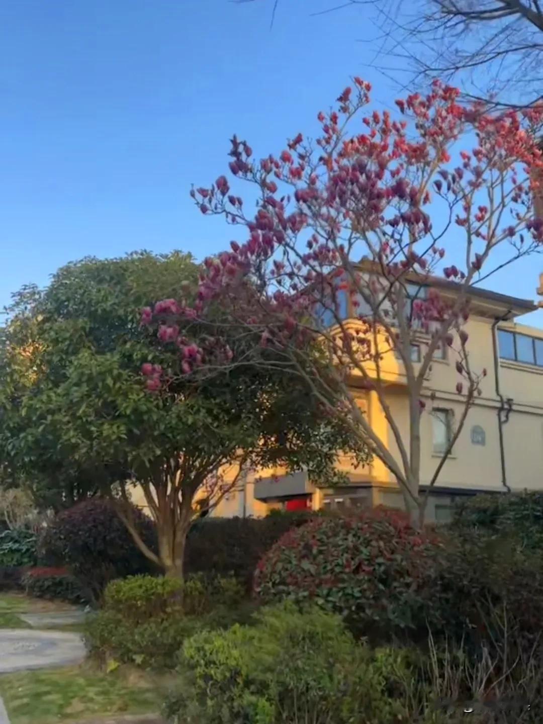 大连倒春寒雪落，我要飞去见春天。

 刷手机看到广州木棉红透、杭州太子湾浪漫、宁