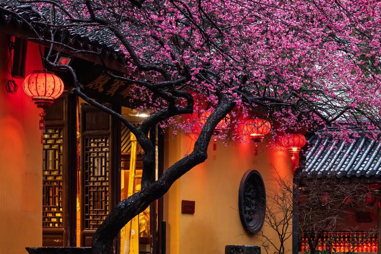 湖州铁佛寺梅花。湖州铁佛寺梅花花树古院 藏在江南春景里的中式美学 江南中式美学 