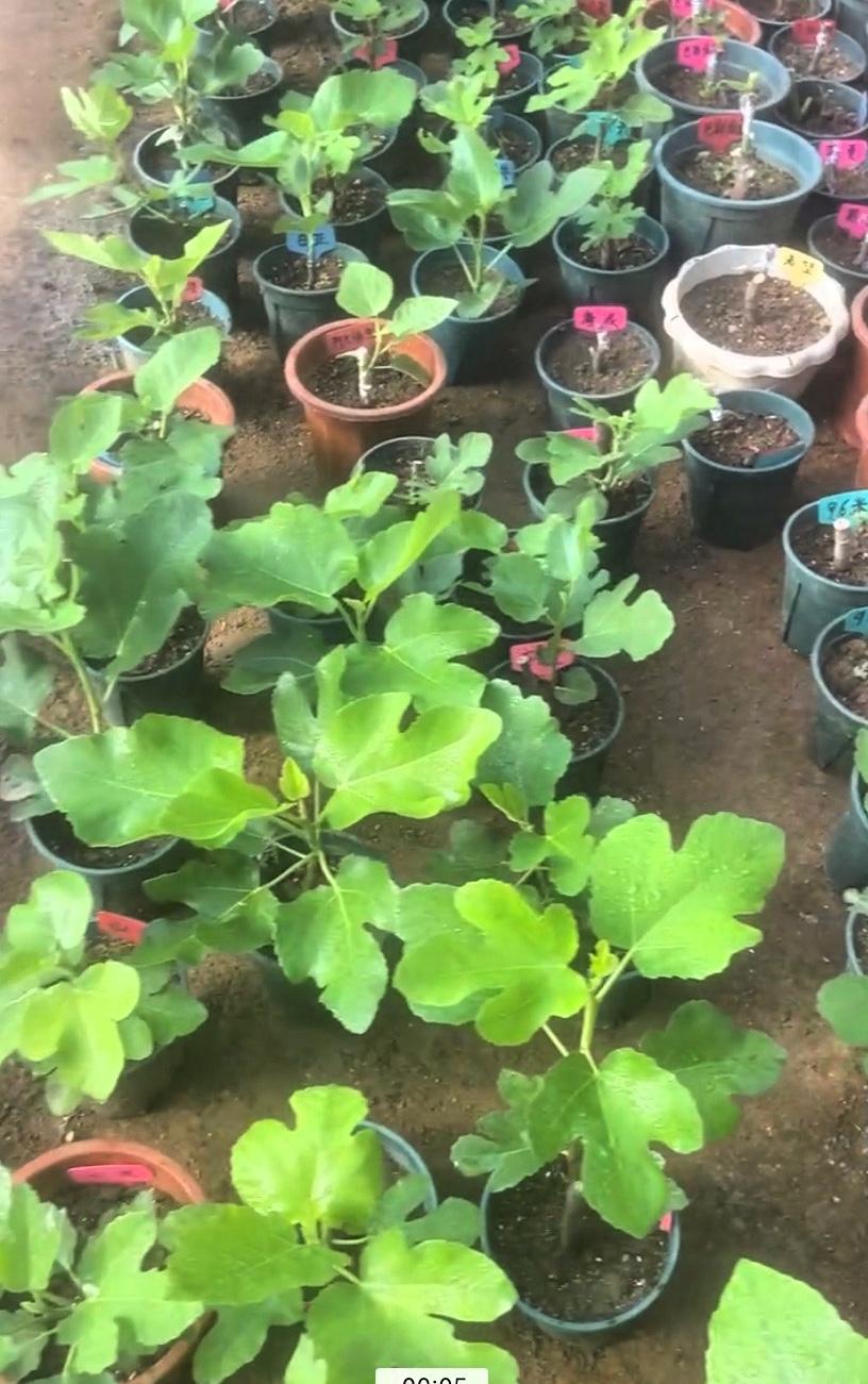 家人们谁懂啊，我种的无花果真不多，也就两三盆，但架不住品种多，前前后后有七八十个