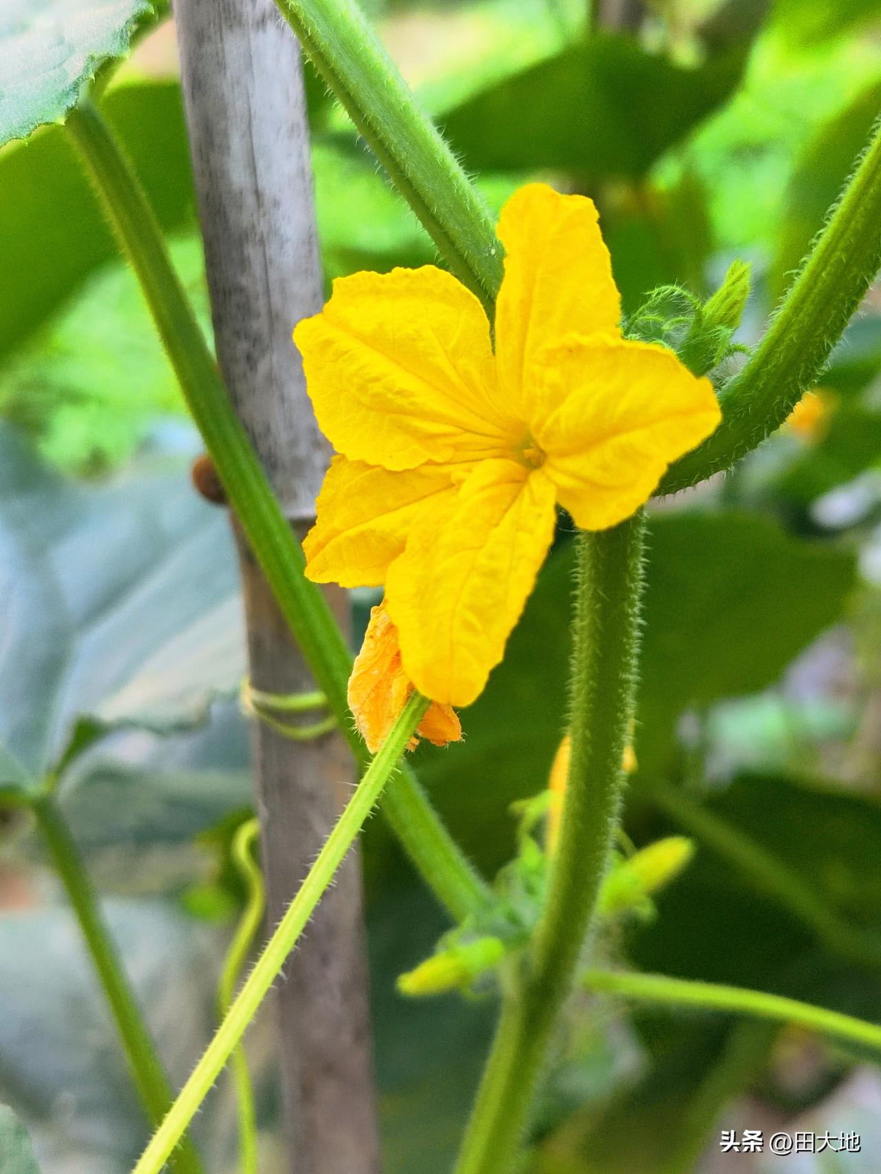 小菜园盛开的小花朵，不是一般花朵，全是瓜果盛开的花朵。这些小花朵承载重任，小花凋