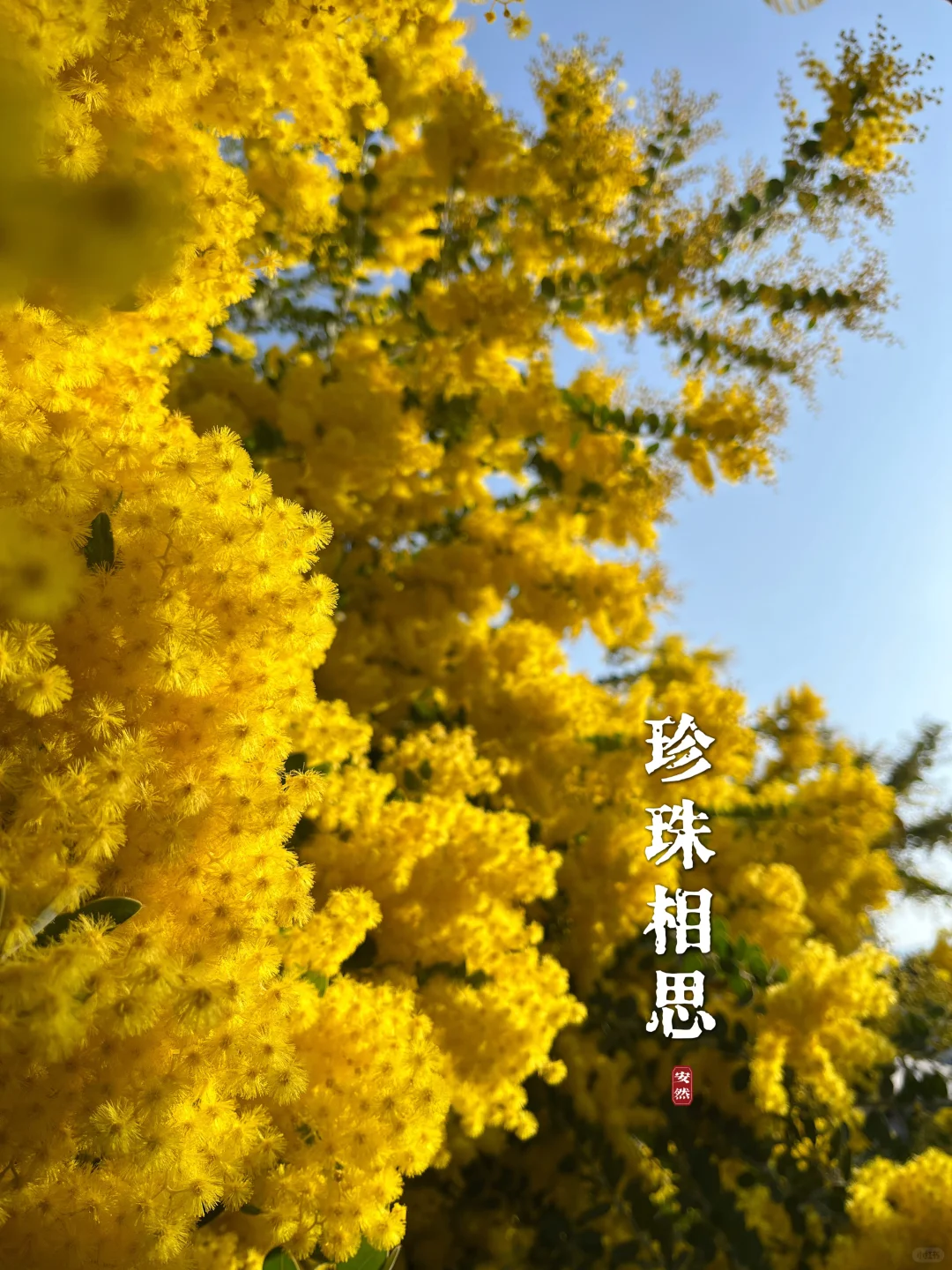 福州随拍｜灿烂的银叶金合欢（珍珠相思）