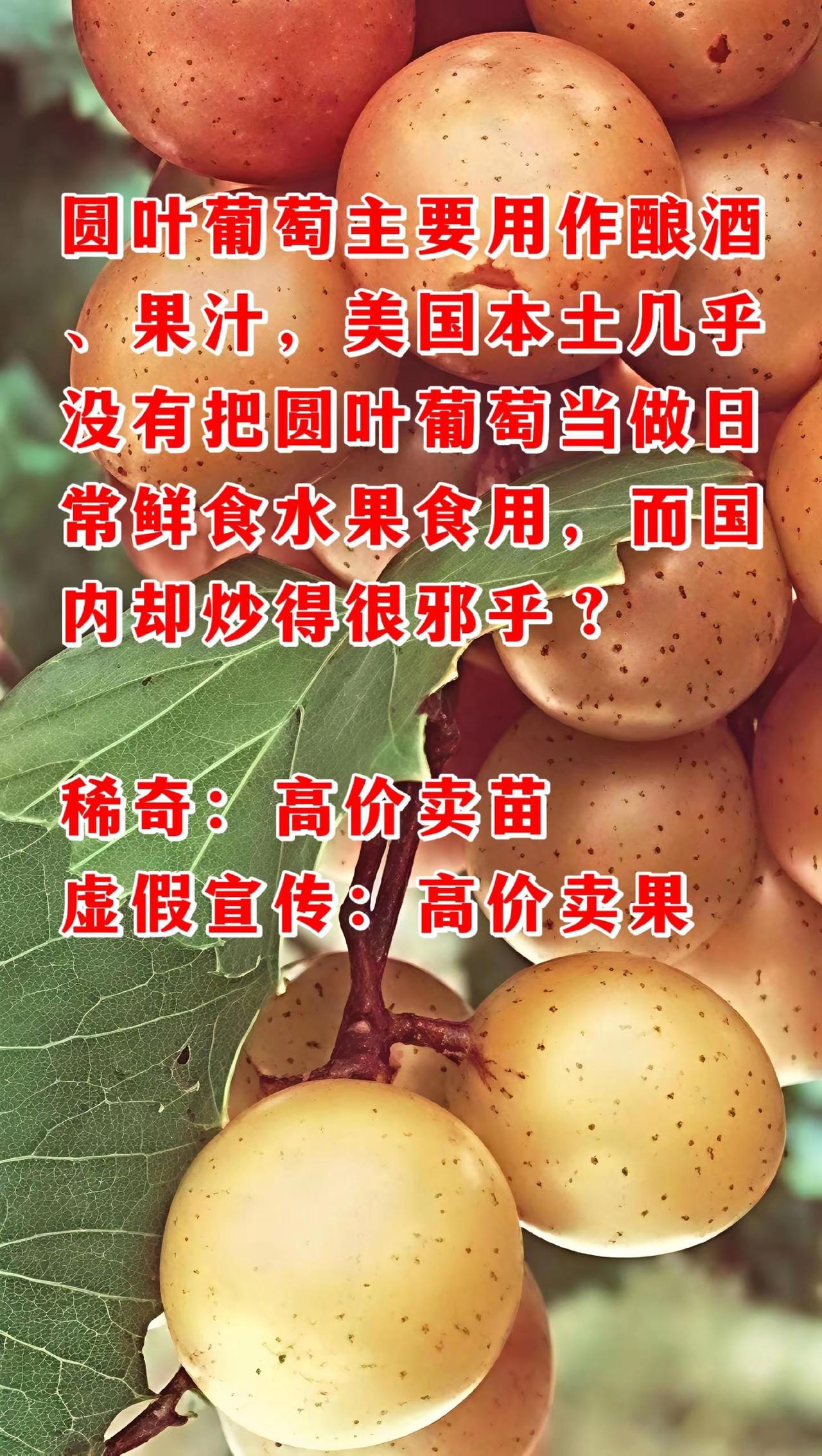 圆叶葡萄是美洲特有的葡萄品种不同于常规品种❶果子特点：皮厚又硬，肉硬，甜度不高，