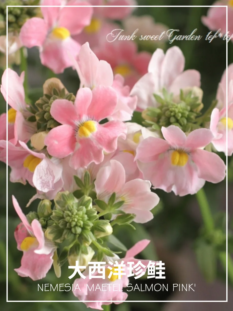 龙面be like：你们都不爆花的吗？