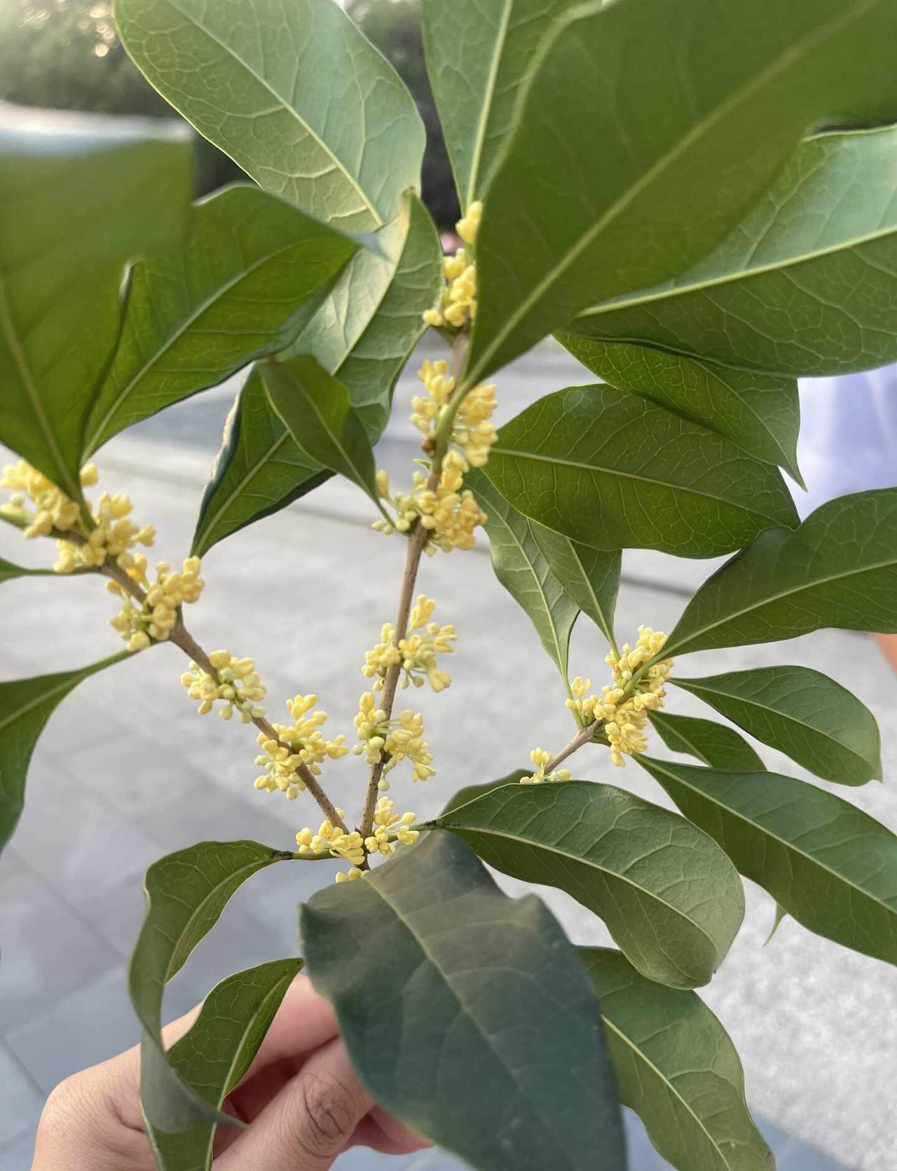 毛老师好会写
桂花香飘散在风里，想你想你想你
毛不易