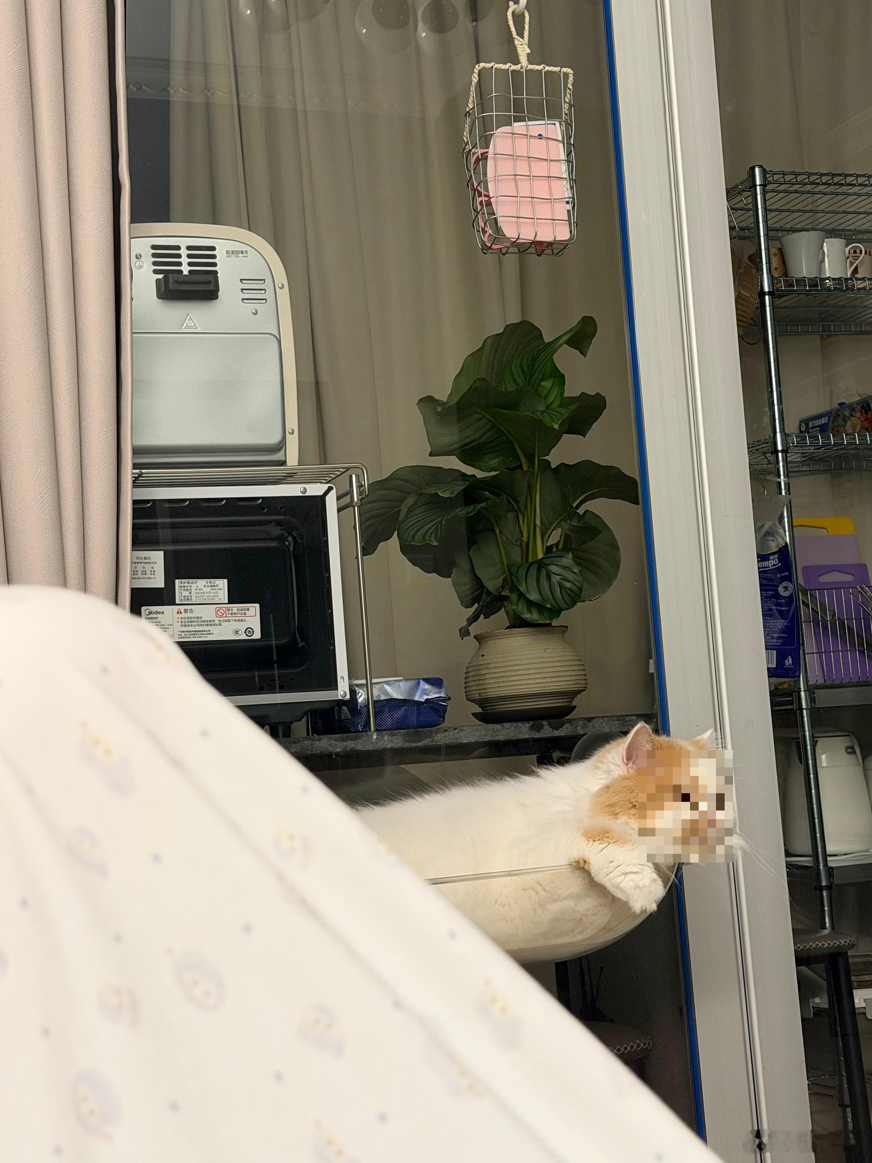 年纪一上来，每天净跟deepseek念叨叶子焦边咋整、水浇多了会不会挂，出去吃个