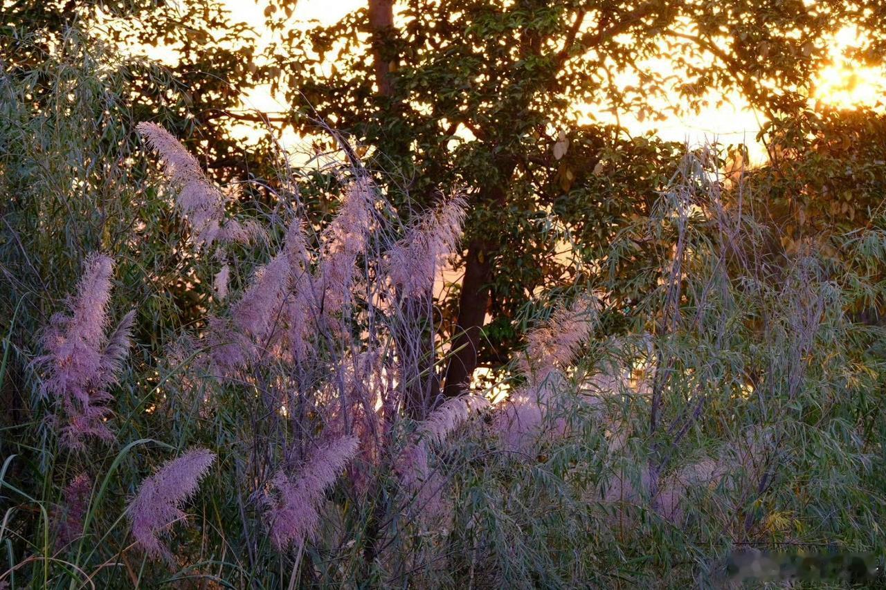 【福州·乌龙江湿地公园】

落羽杉褪去青绿，小鸟在枝丫间穿梭跳跃，共同写就治愈的