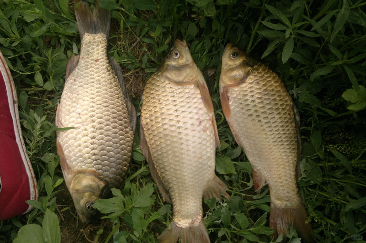 夏天野钓鲫鱼的绝佳配方，钓获可大幅提升