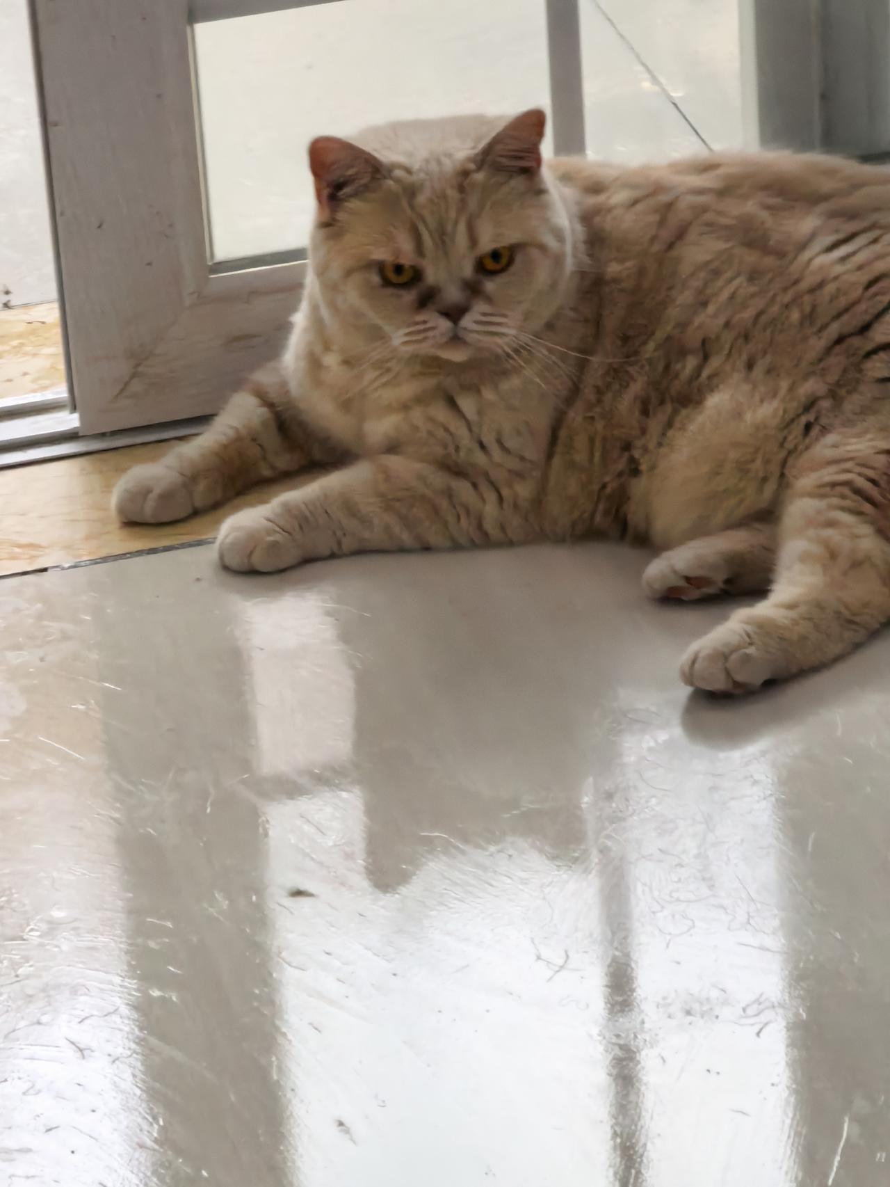 喂完“猫粮”呆呆的看着我，憨憨的样子就是可爱☺