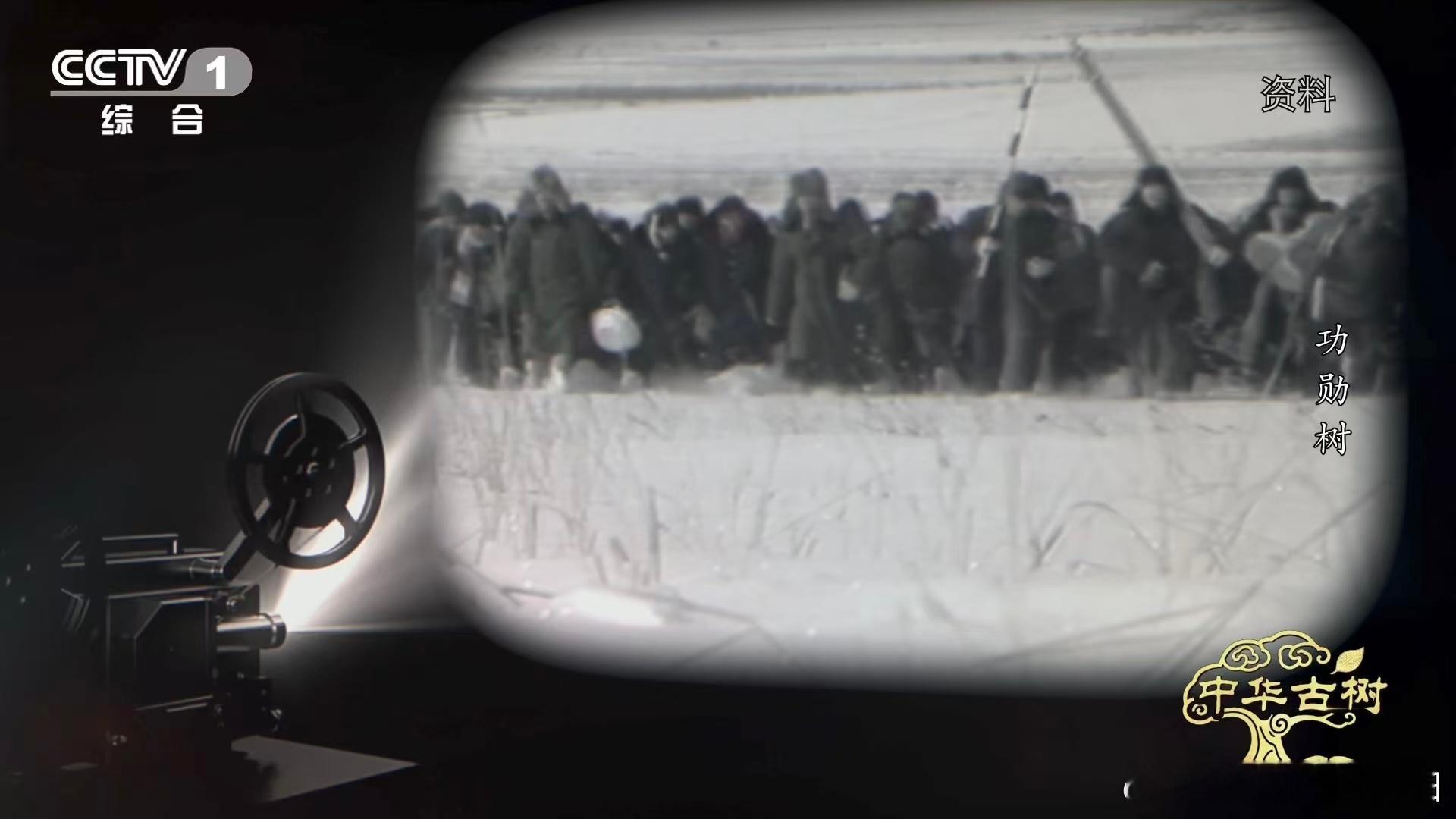 140岁落叶松救活一片荒漠一棵百岁树也能教人种树 塞罕坝曾是荒漠戈壁，种树被视为