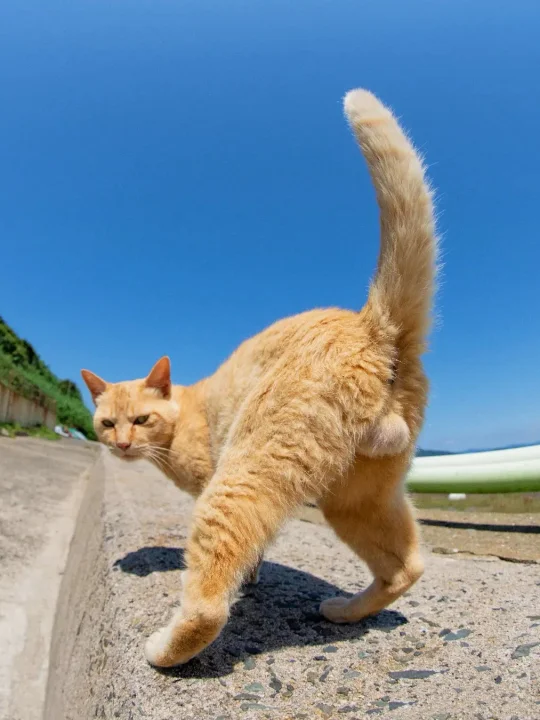 大橘的背影太迷人了