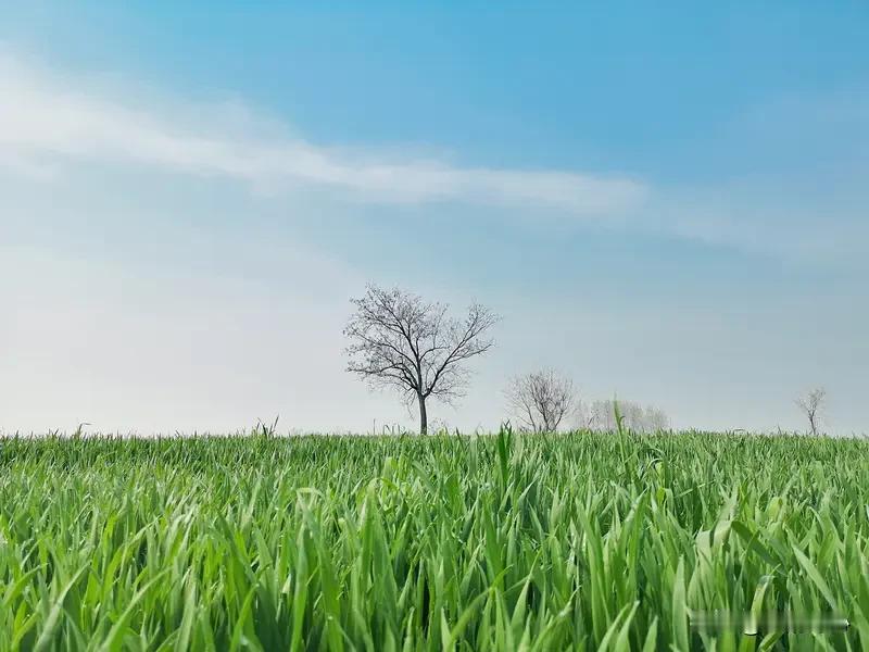 春野寻芳
《七律*春野逸情》乐韵诗心原创诗词:
东风携韵入郊原，
嫩草初萌翠色鲜