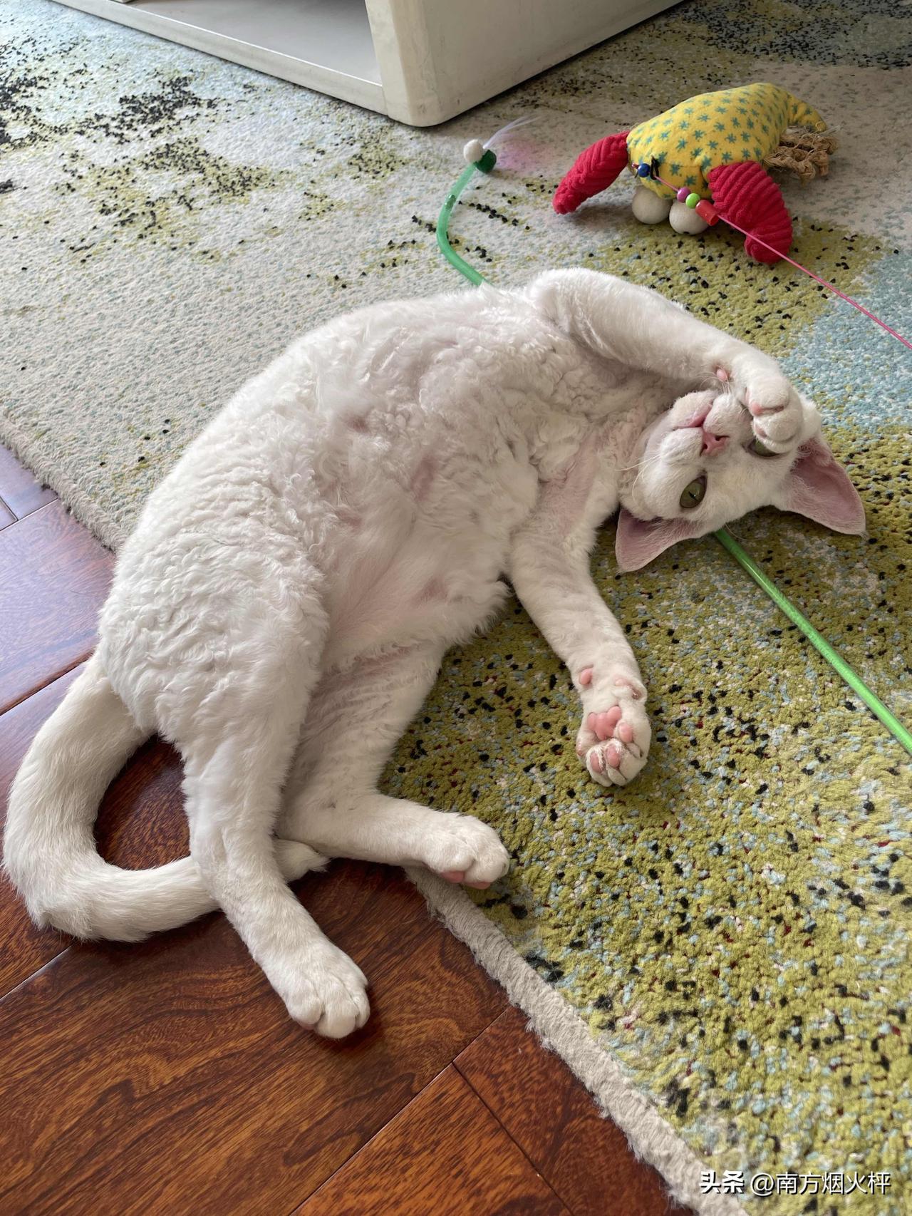 看看我家小猫咪的小表情，似睡非睡，还要半遮面。[偷笑]