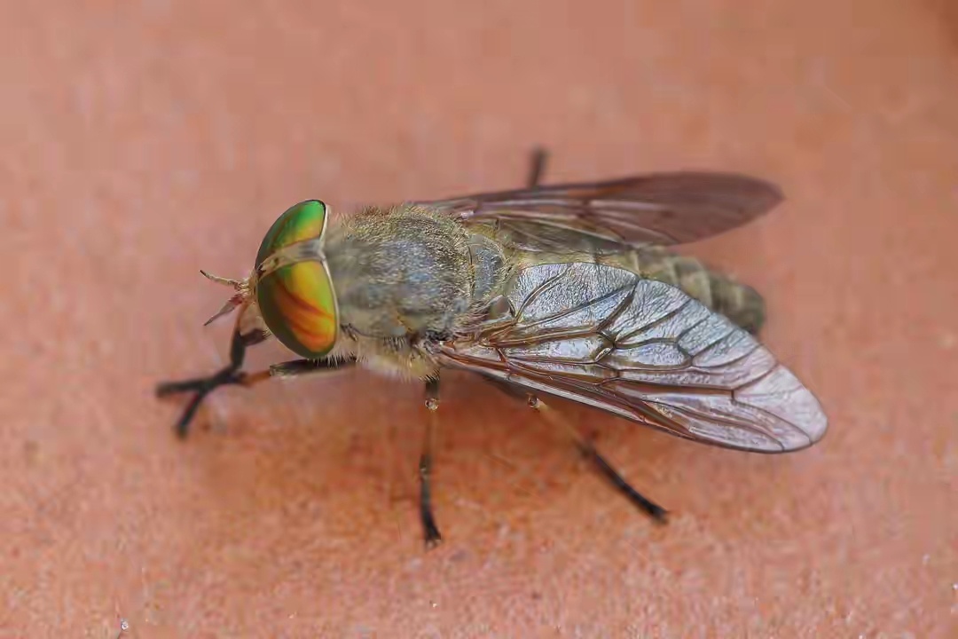 牛虻 