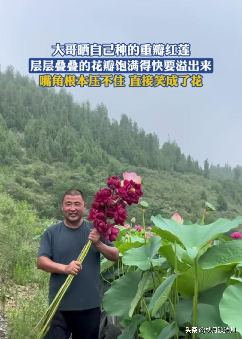 还没见过深红色荷花[赞]