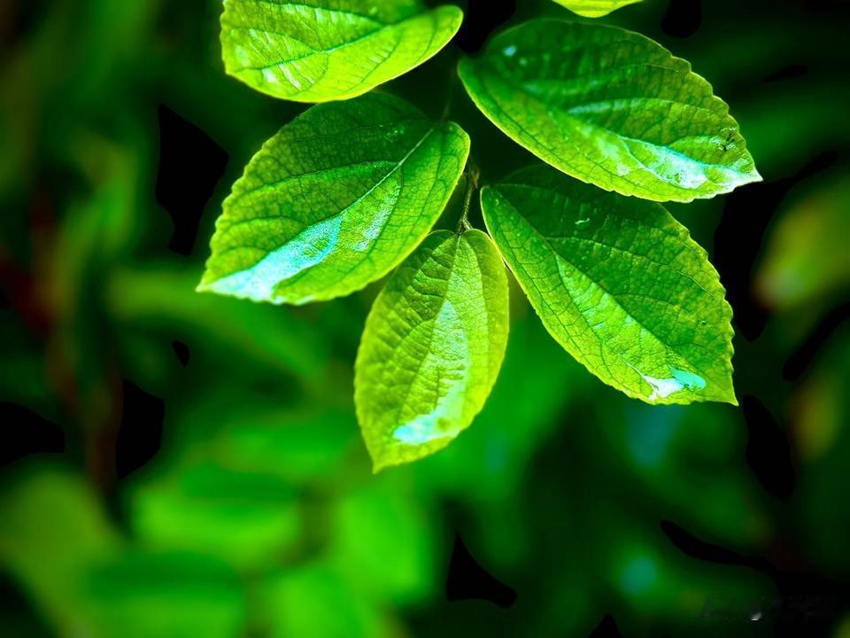 秋雨辞
    （原创）


连绵的秋雨是极有耐心的
落得不紧，也不慢
在疏枝与