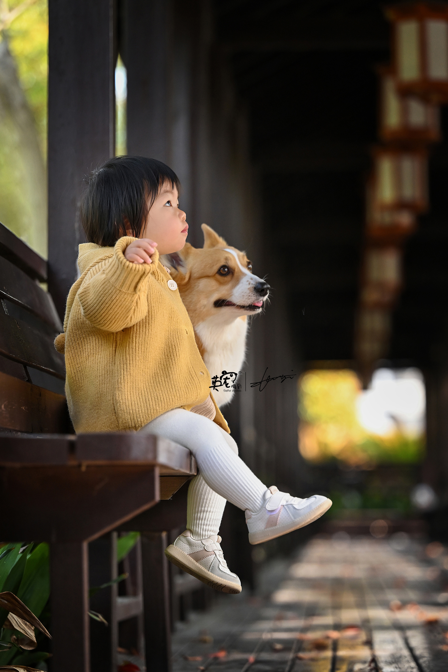这两个小朋友，每一张都是一个故事啊[憧憬]【上海拍摄】#爱宠物爱英宠摄影[超话]
