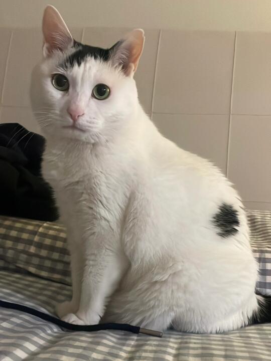 忧郁的9岁小奶猫