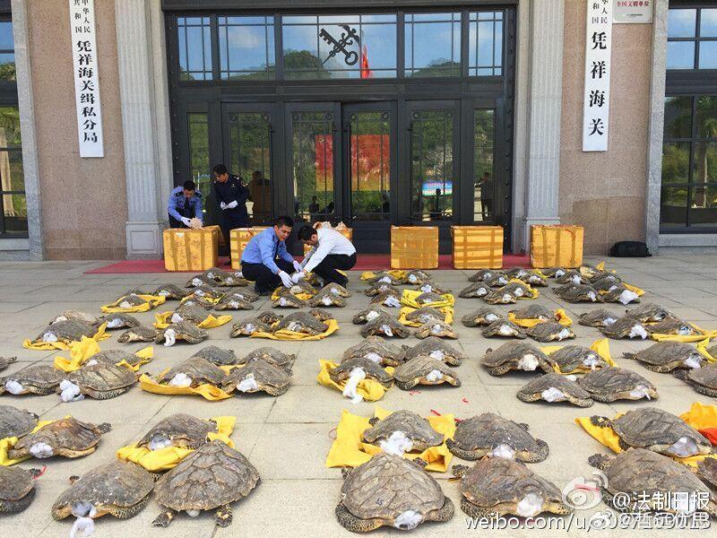 猎杀玳瑁或面临判刑别再把玳瑁当“漂亮王八壳”了啊🙄人家是极危物种、国家一级保护