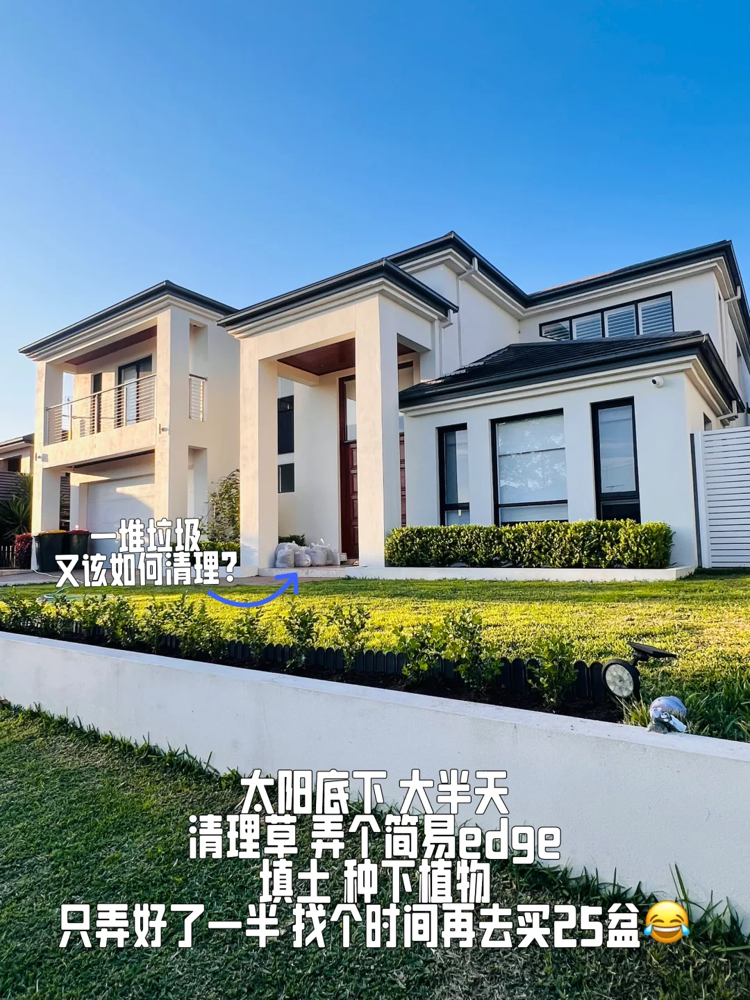 长周末捯饬前院种hedge_Japanese Buxus