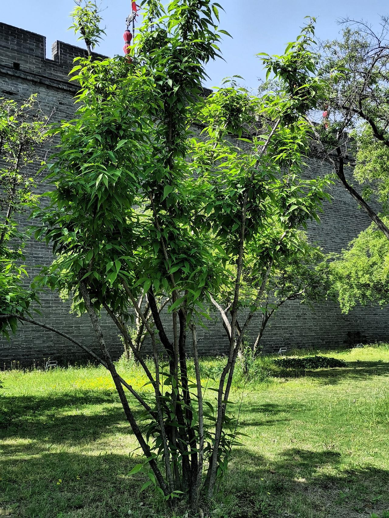 西安此前忽然降温了几天，今天有了太阳，气温有所上升，我去城墙公园看了看，随手拍了