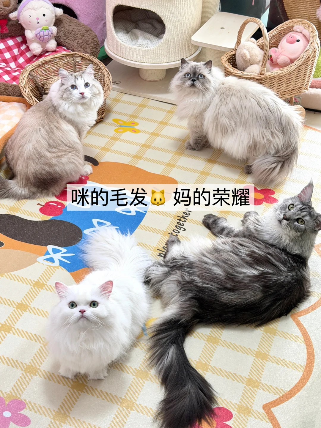 喂美毛猫粮之后养出的爆毛猫 我有4只！！😼