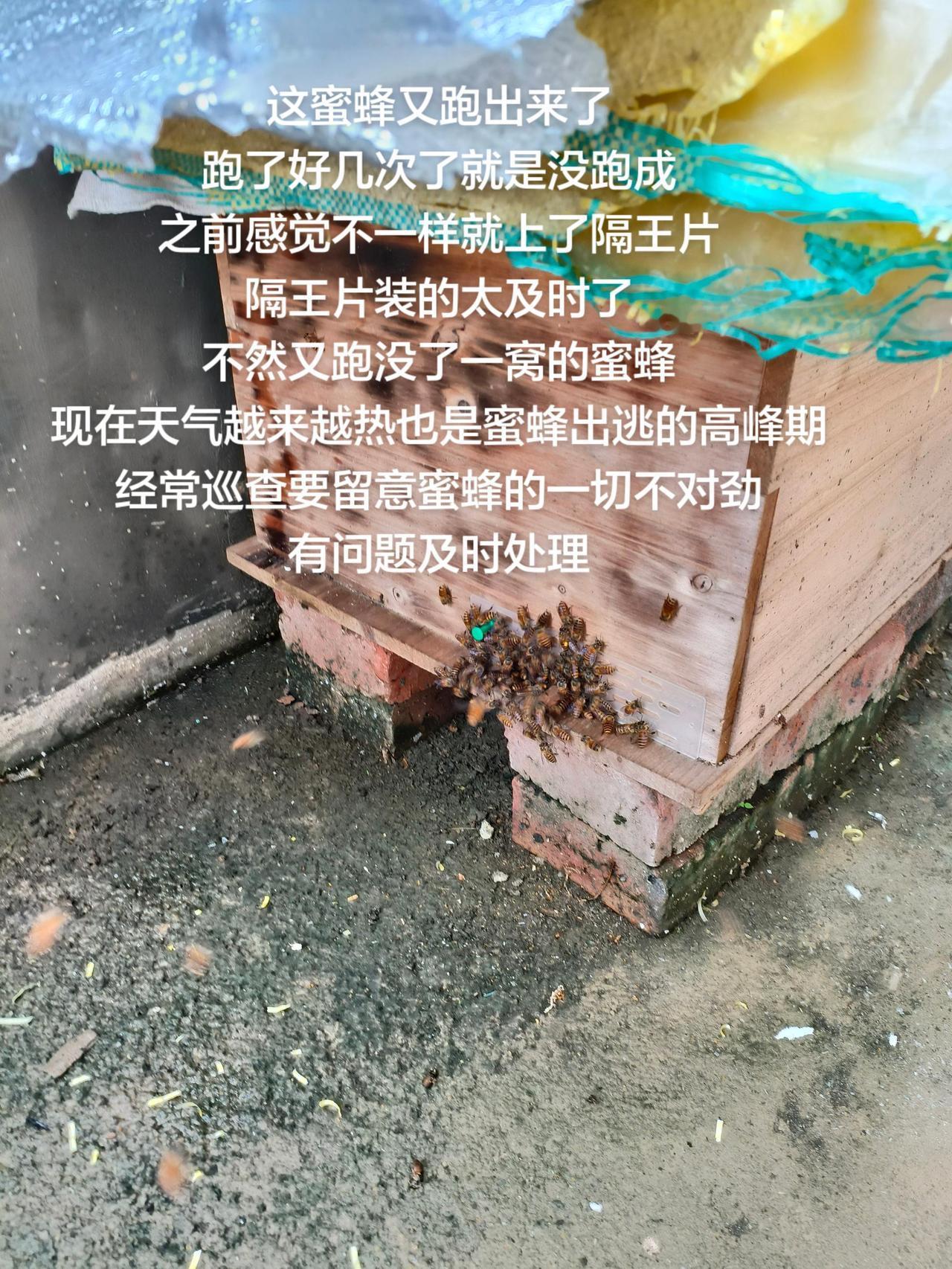 这蜜蜂又跑出来了
跑了好几次了就是没跑成
之前感觉不一样就上了隔王片
隔王片装的