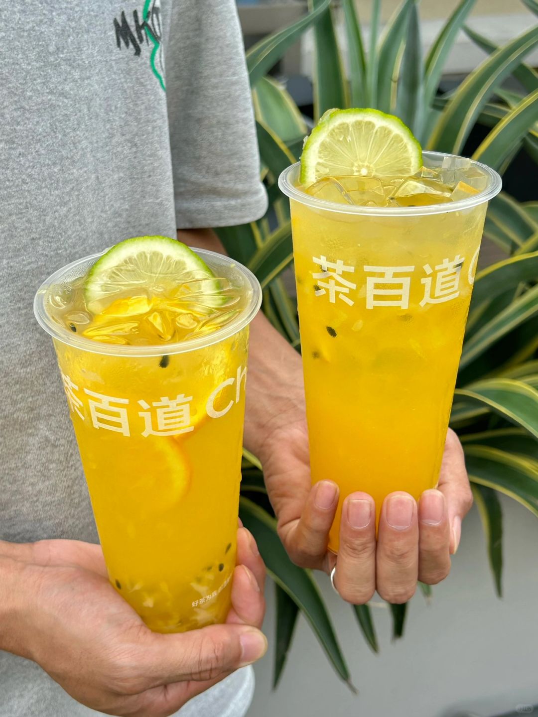 它来了！它来了！茶百道带着橙露啵啵走来了🍊