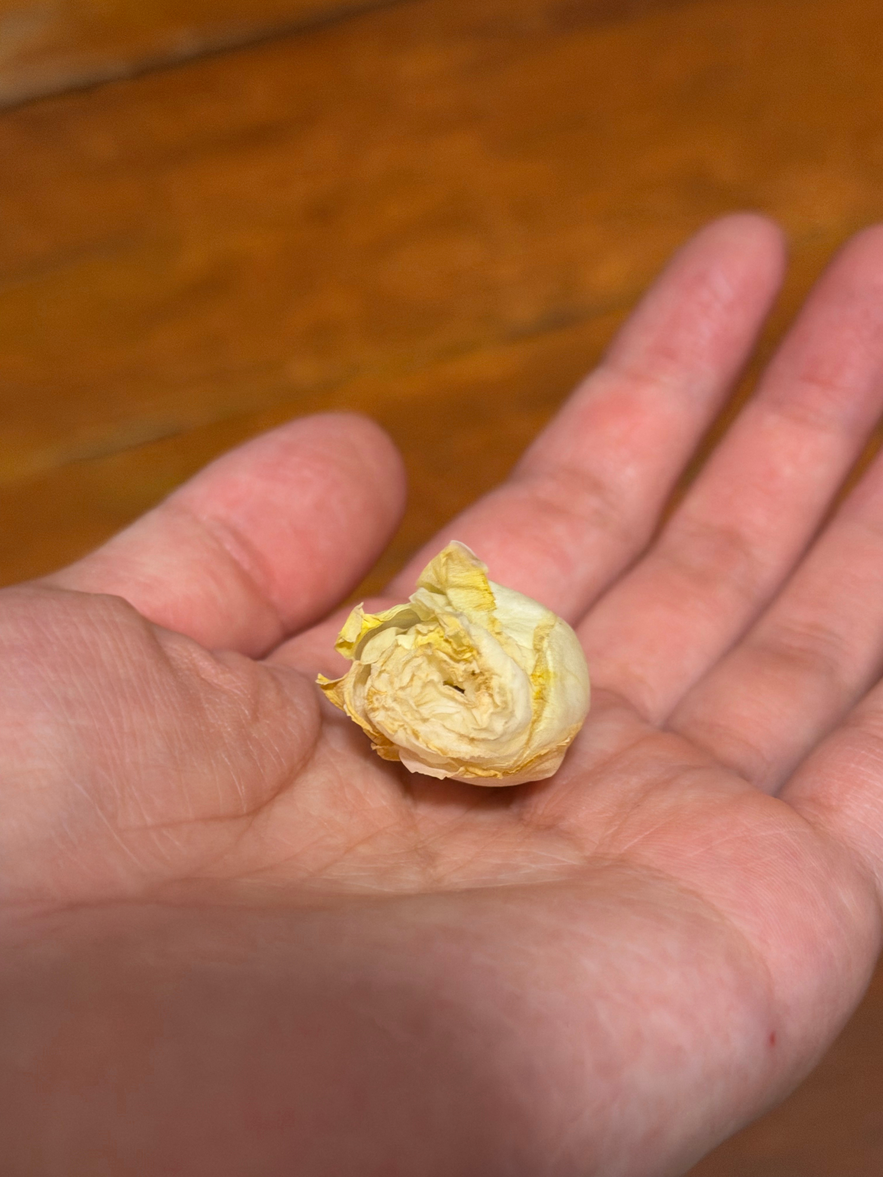 回忆是美的，可是这个花好臭