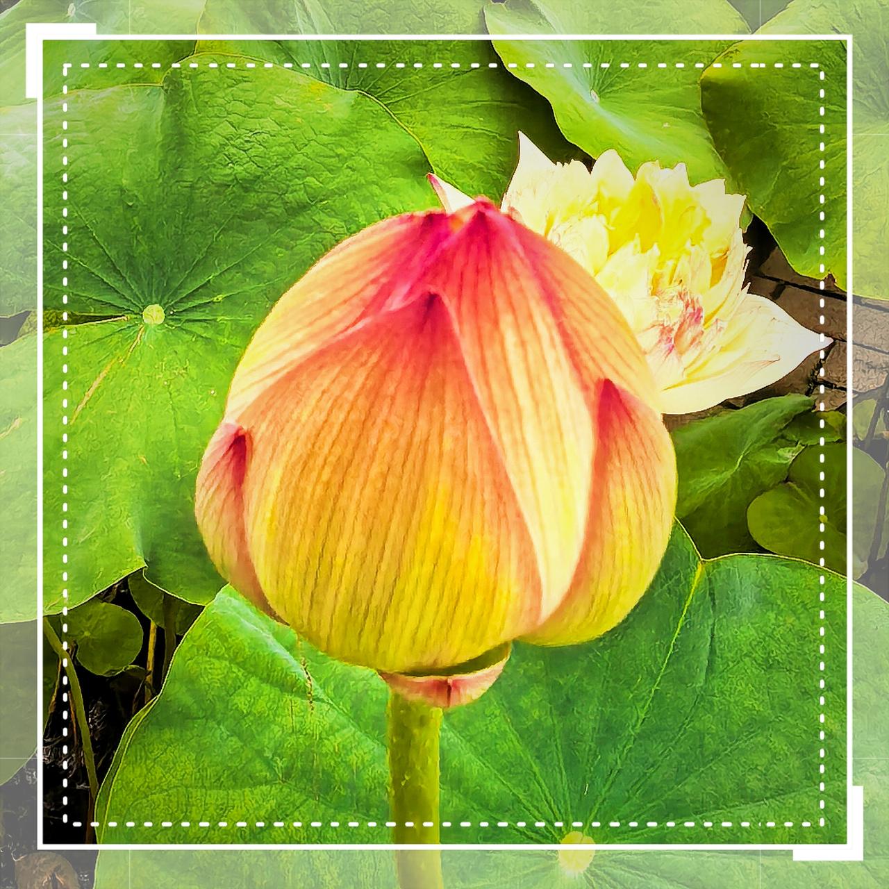 八月荷花九月秋